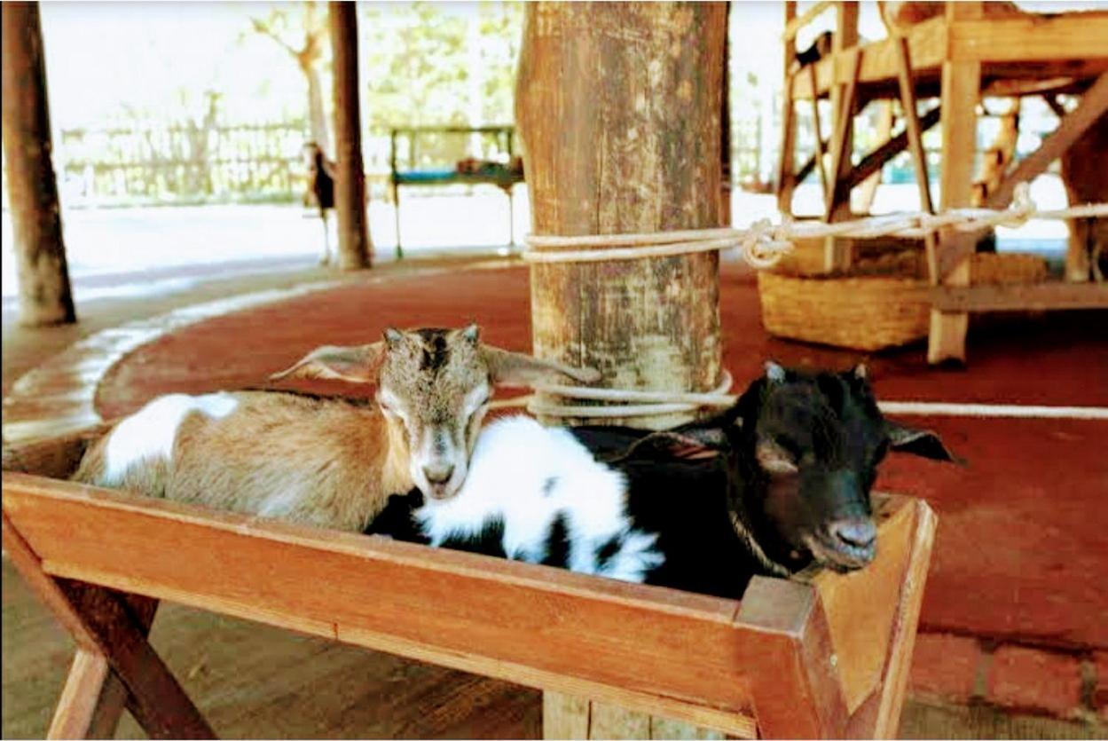 Olimpia Park Resort - Resort Em Olimpia Ngoại thất bức ảnh
